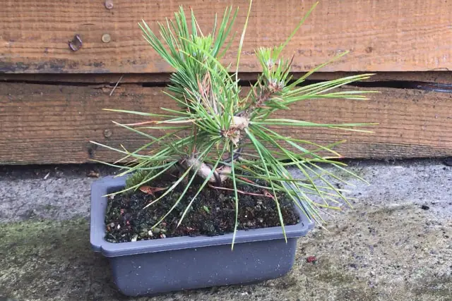 Japanese Black Pine Bonsai Progression (2020 – Now) 13 japanese black pine early 2023