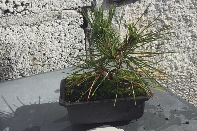 Japanese Black Pine Bonsai Progression (2020 – Now) 12 japanese black pine late 2022