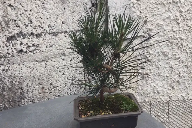 Japanese Black Pine Bonsai Progression (2020 – Now) 16 japanese black pine late 2023