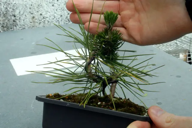 Japanese Black Pine Bonsai Progression (2020 – Now) 10 japanese black pine spring 2022