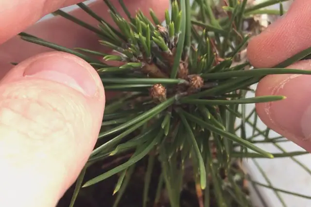 Japanese Black Pine Bonsai Progression (2020 – Now) 14 japanese black pine spring 2023