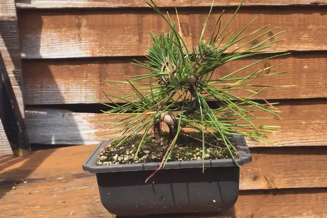 Japanese Black Pine Bonsai Progression (2020 – Now) 11 japanese black pine summer 2022