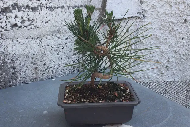 Japanese Black Pine Bonsai Progression (2020 – Now) 15 japanese black pine summer 2023