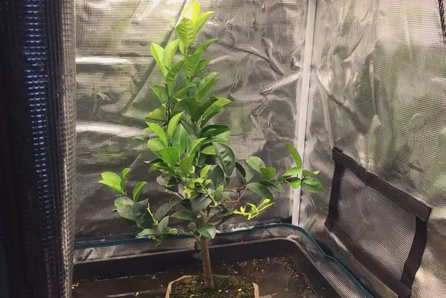 Lemon Bonsai Progression (2016 - Now) 27 lemon late 2023