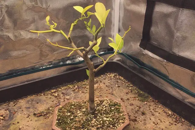 Lemon Bonsai Progression (2016 - Now) 25 lemon spring 2023