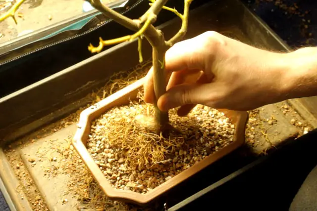 Lemon Bonsai Progression (2016 - Now) 24 lemon spring repot 2023