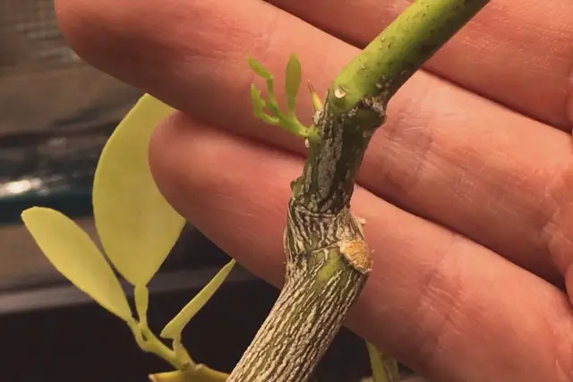 Lemon Bonsai Progression (2016 - Now) 23 lemon spring shoots 2023