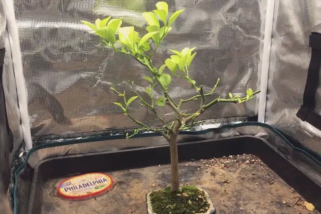 Lemon Bonsai Progression (2016 - Now) 21 lemon summer 2022
