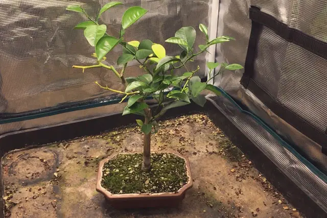 Lemon Bonsai Progression (2016 - Now) 26 lemon summer 2023