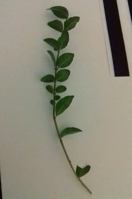 little privet bonsai progression 1