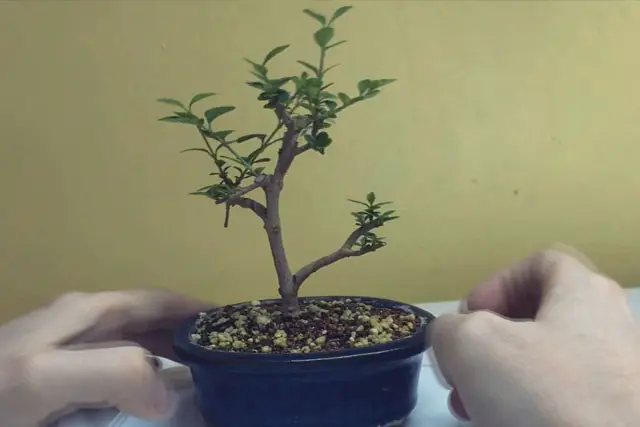 Little Privet Bonsai Progression (2016 - Now) 12 little privet bonsai progression 12