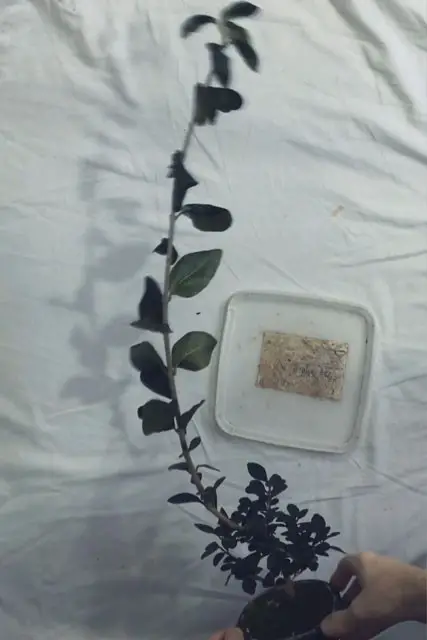 Little Privet Bonsai Progression (2016 - Now) 13 little privet bonsai progression 13