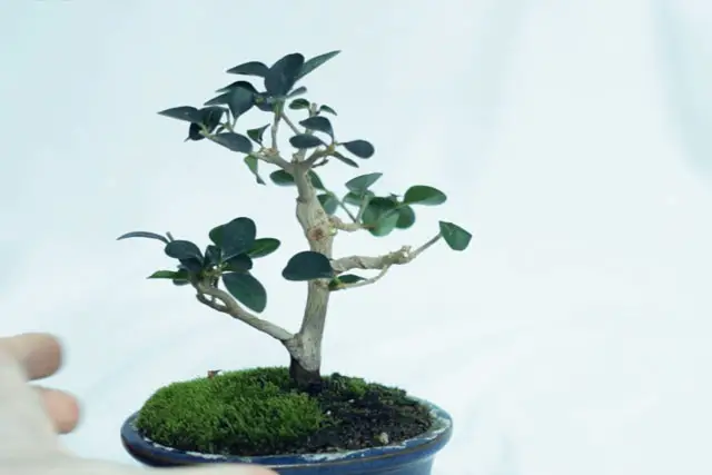 Little Privet Bonsai Progression (2016 - Now) 14 little privet bonsai progression 14