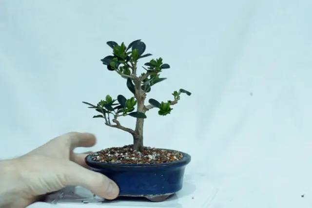 little privet bonsai progression 15
