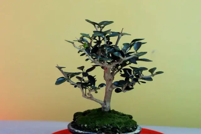 Little Privet Bonsai Progression (2016 - Now) 17 little privet bonsai progression 17