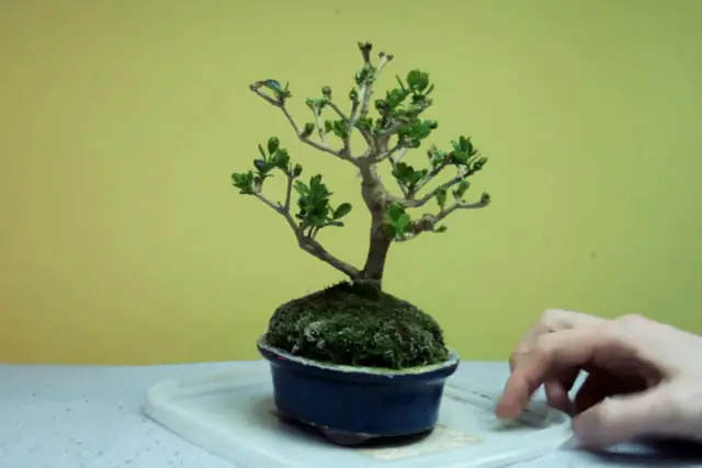 Little Privet Bonsai Progression (2016 - Now) 18 little privet bonsai progression 18