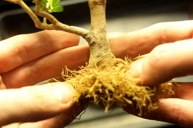 How To Repot A Bonsai Tree 7 little privet bonsai progression 19