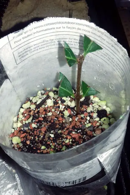 Little Privet Bonsai Progression (2016 - Now) 2 little privet bonsai progression 2