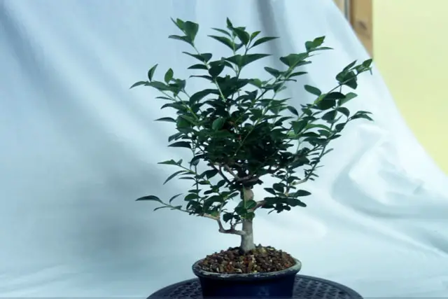 Little Privet Bonsai Progression (2016 - Now) 20 little privet bonsai progression 20