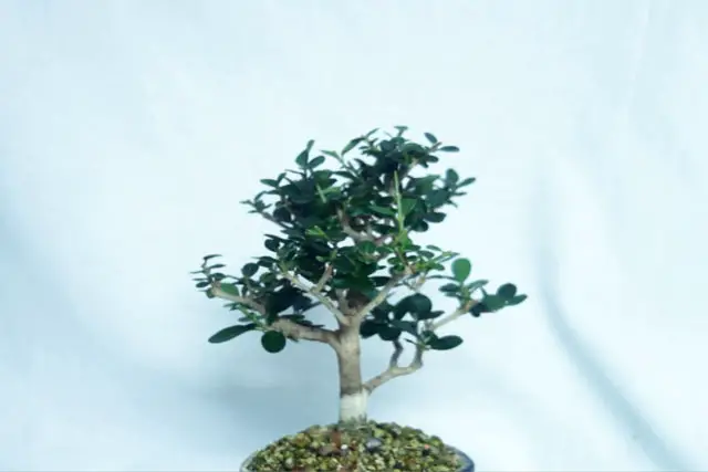 Little Privet Bonsai Progression (2016 - Now) 21 little privet bonsai progression 21