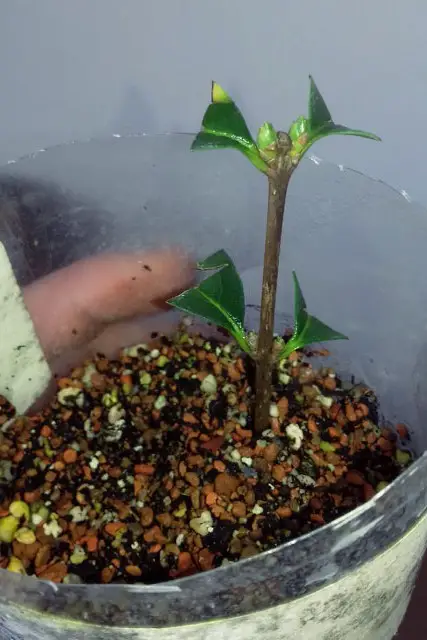 Little Privet Bonsai Progression (2016 - Now) 3 little privet bonsai progression 3