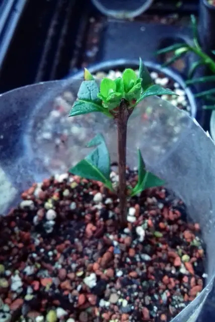 Little Privet Bonsai Progression (2016 - Now) 4 little privet bonsai progression 4