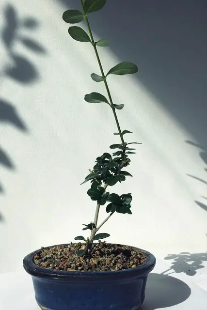 Little Privet Bonsai Progression (2016 - Now) 5 little privet bonsai progression 5