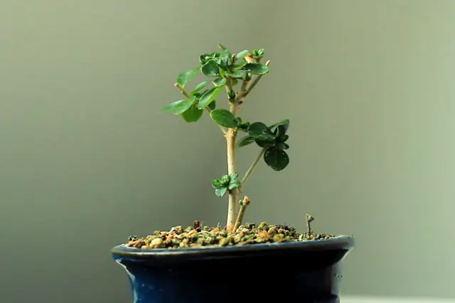 Little Privet Bonsai Progression (2016 - Now) 6 little privet bonsai progression 6