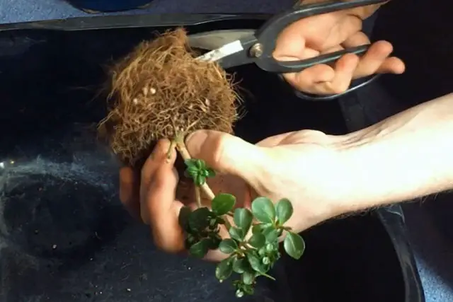 Little Privet Bonsai Progression (2016 - Now) 7 little privet bonsai progression 7