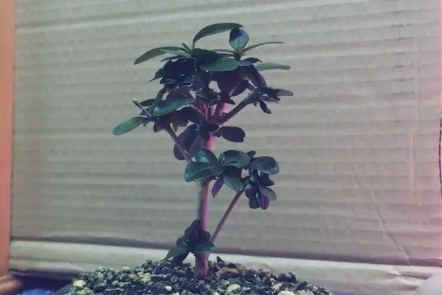 Little Privet Bonsai Progression (2016 - Now) 8 little privet bonsai progression 8