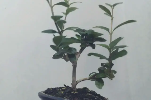 Little Privet Bonsai Progression (2016 - Now) 9 little privet bonsai progression 9
