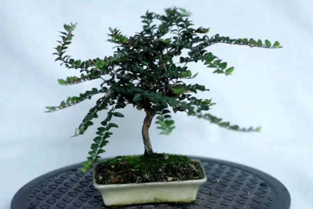 Lonicera Bonsai Progression (2019 - Now) 22 lonicera late 2023