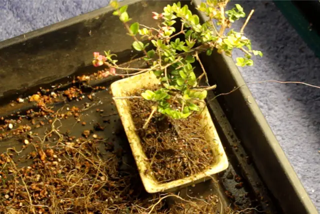 Lonicera Bonsai Progression (2019 - Now) 20 lonicera spring 2023