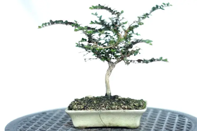 Lonicera Bonsai Progression (2019 - Now) 21 lonicera summer 2023
