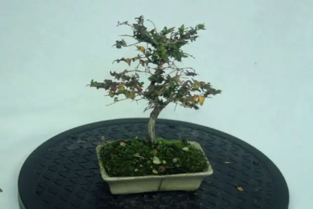 Lonicera Bonsai Progression (2019 - Now) 19 lonicera winter 2022
