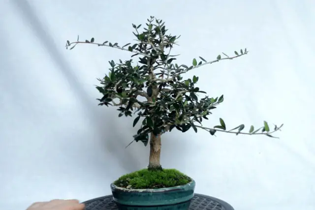 Olive Bonsai Progression (2016 - Now) 26 olive late 2023