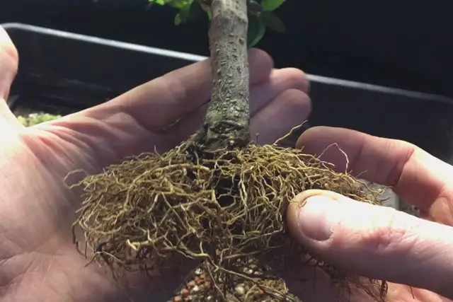 Olive Bonsai Progression (2016 - Now) 20 olive spring 2022