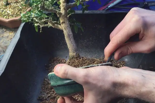 Olive Bonsai Progression (2016 - Now) 24 olive spring 2023