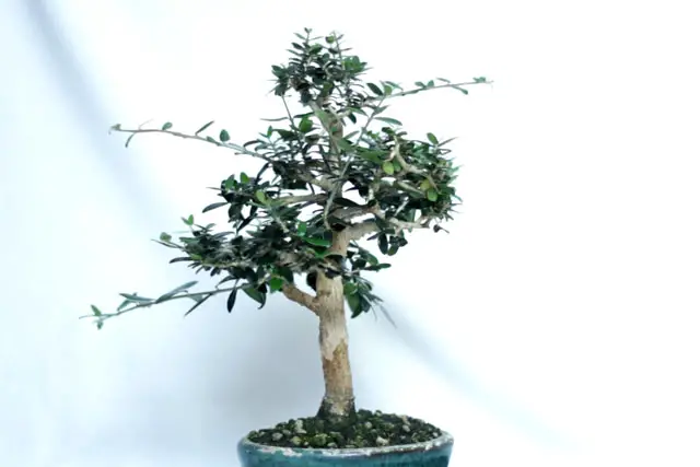 Olive Bonsai Progression (2016 - Now) 25 olive summer 2023
