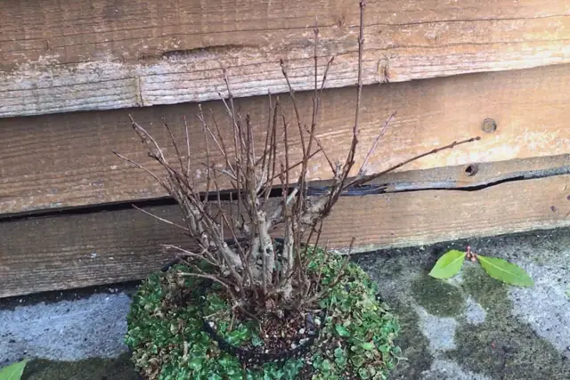 Pomegranate Clump Bonsai Progression (2016 - Now) 26 pomegranate group early 2023