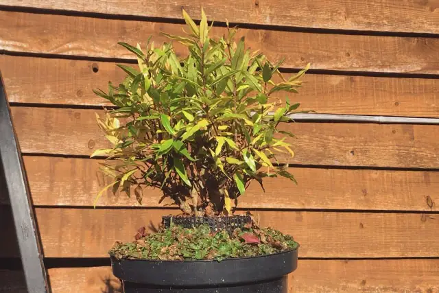 Pomegranate Clump Bonsai Progression (2016 - Now) 25 pomegranate group late 2022