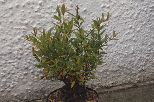 Pomegranate Clump Bonsai Progression (2016 - Now) 29 pomegranate group late 2023