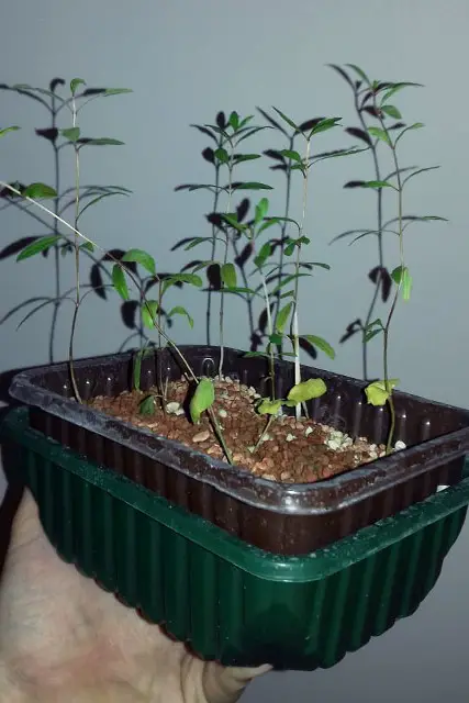 Pomegranate Clump Bonsai Progression (2016 - Now) 1 pomegranate group progression 1
