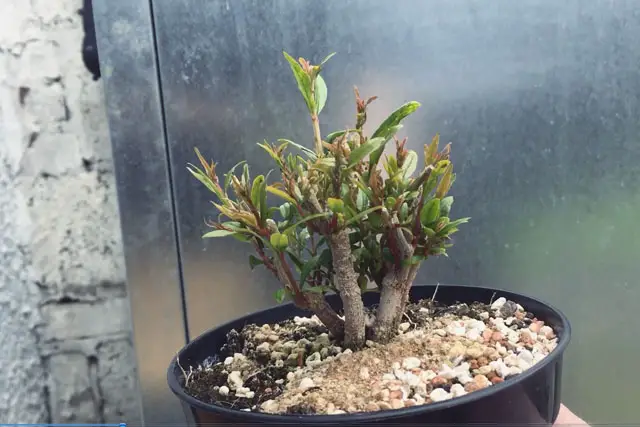 Pomegranate Clump Bonsai Progression (2016 - Now) 10 pomegranate group progression 10