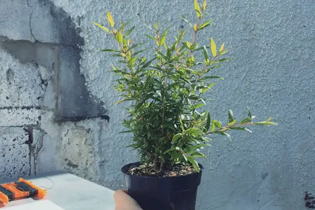 Pomegranate Clump Bonsai Progression (2016 - Now) 11 pomegranate group progression 11