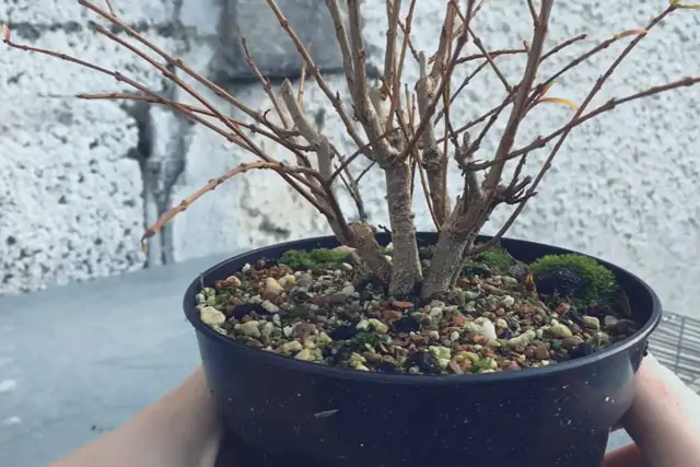 Pomegranate Clump Bonsai Progression (2016 - Now) 12 pomegranate group progression 12