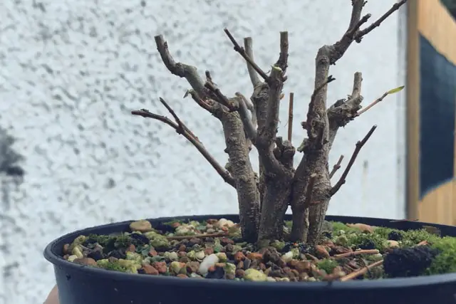 Pomegranate Clump Bonsai Progression (2016 - Now) 13 pomegranate group progression 13