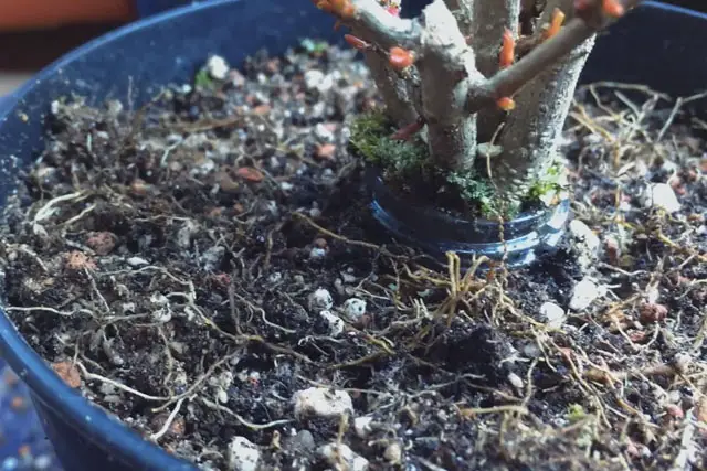 Pomegranate Clump Bonsai Progression (2016 - Now) 14 pomegranate group progression 14