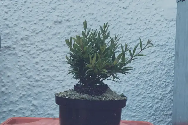 pomegranate group progression 16