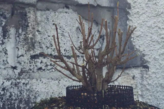 Pomegranate Clump Bonsai Progression (2016 - Now) 18 pomegranate group progression 18